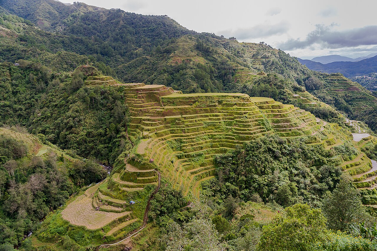Rice terraces