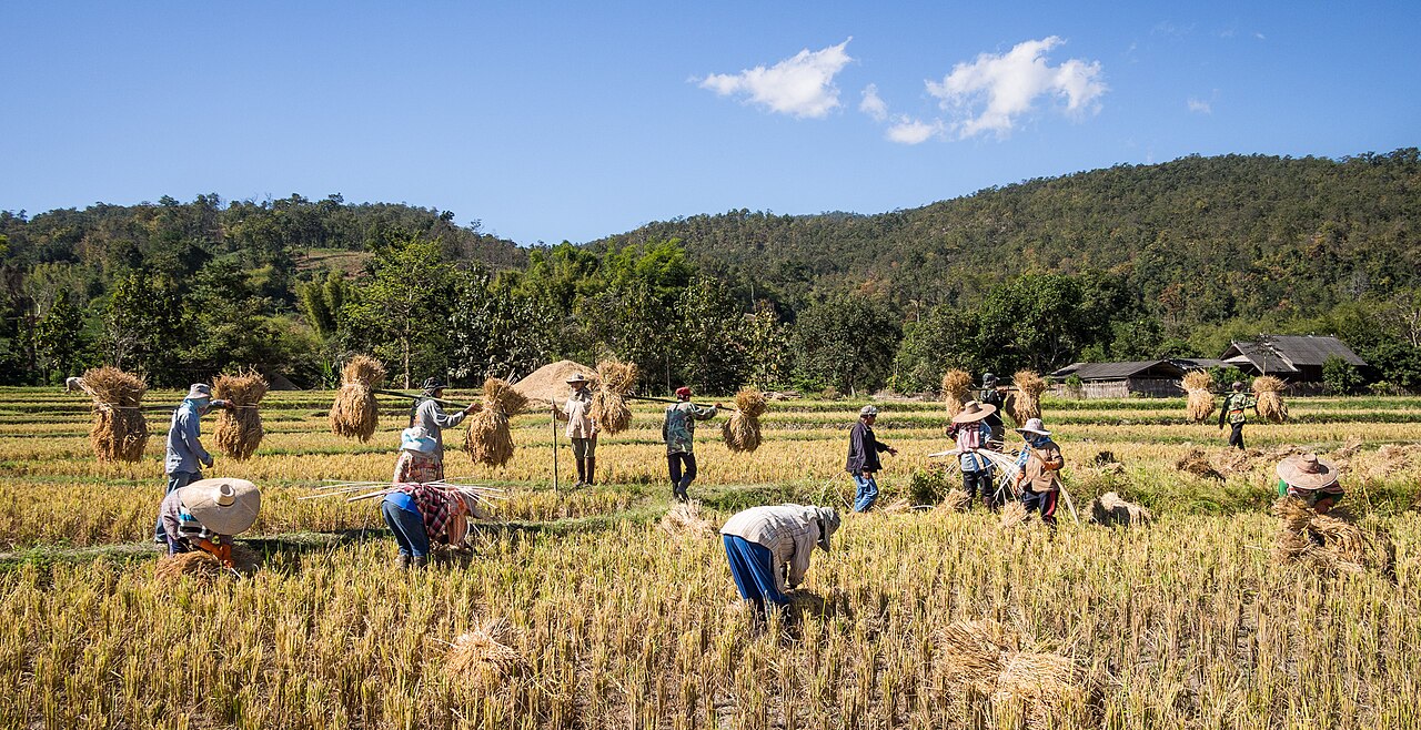 Farmers harvesting rice