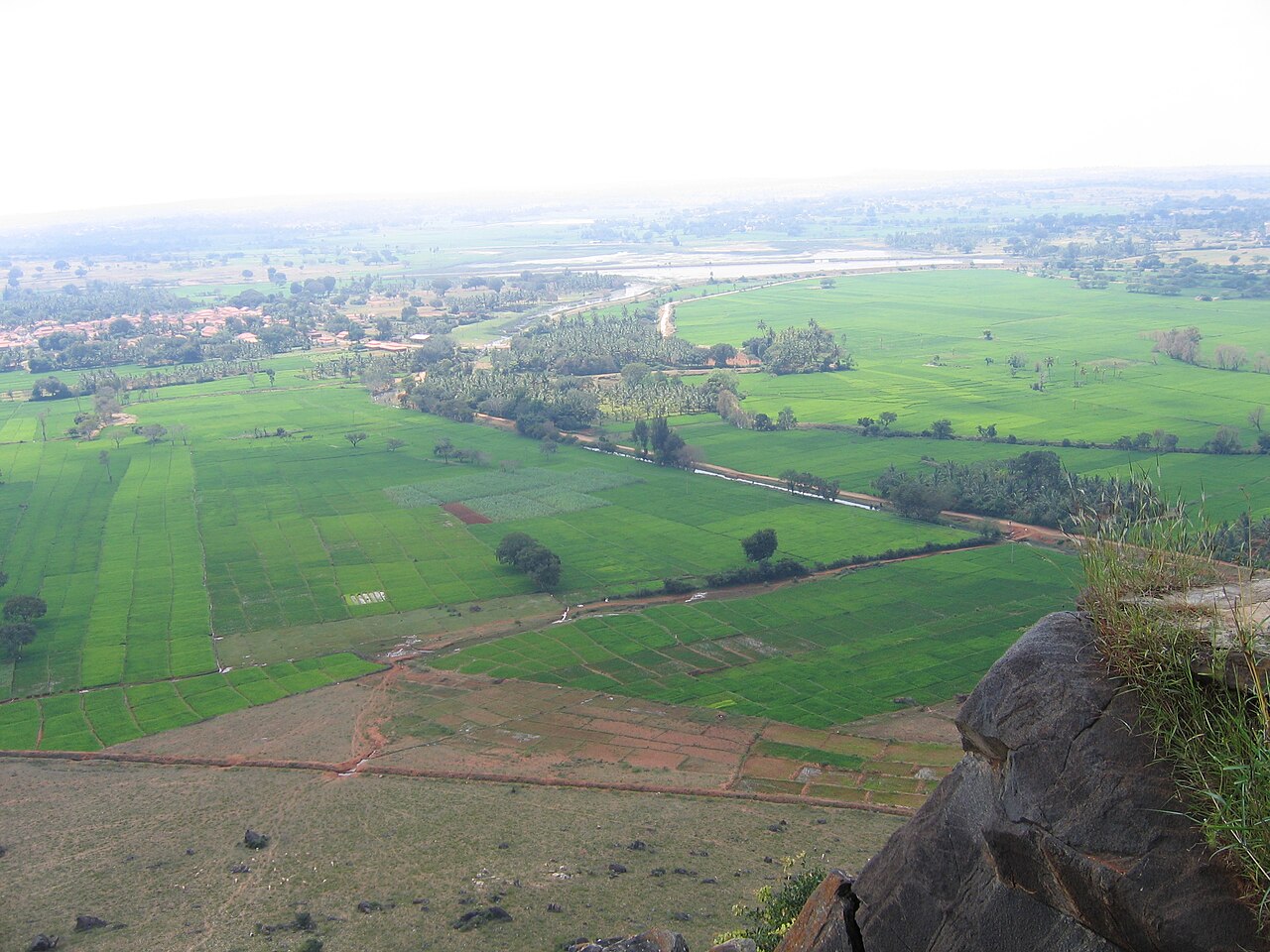 Green paddy fields in India